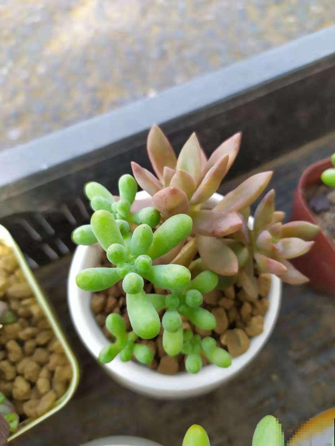 秋天养多肉要留心，先把肥料稀释一下，长起来更旺盛！