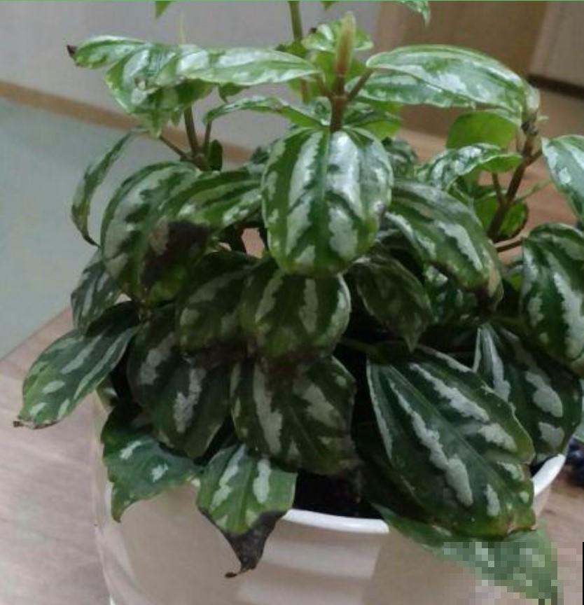 家里养盆冷水花，花纹好看，还能清新周围空气！