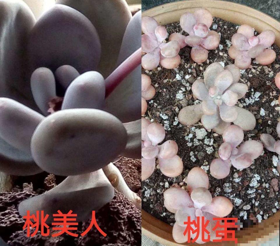 这几种多肉白送都不要，养不活还浪费钱，真坑！