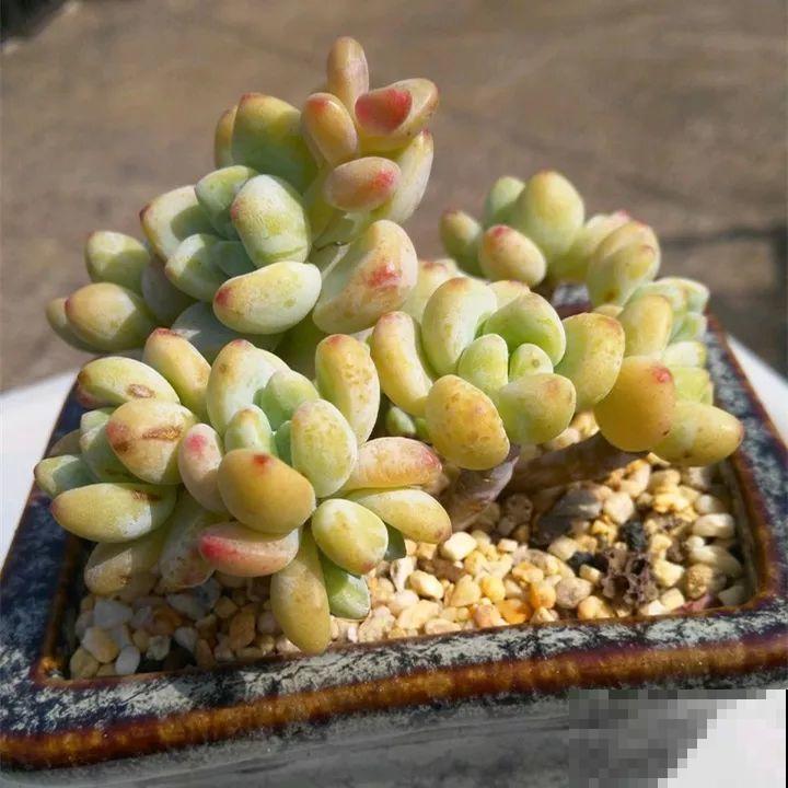 秋冬养了这种花，只要给它晒太阳，不用施肥都长胖！