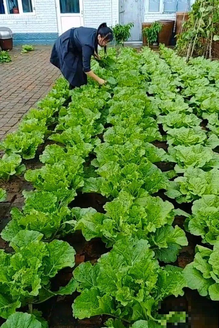 空荡荡的砖地，被她种了上百颗包菜，一年到头吃不完！