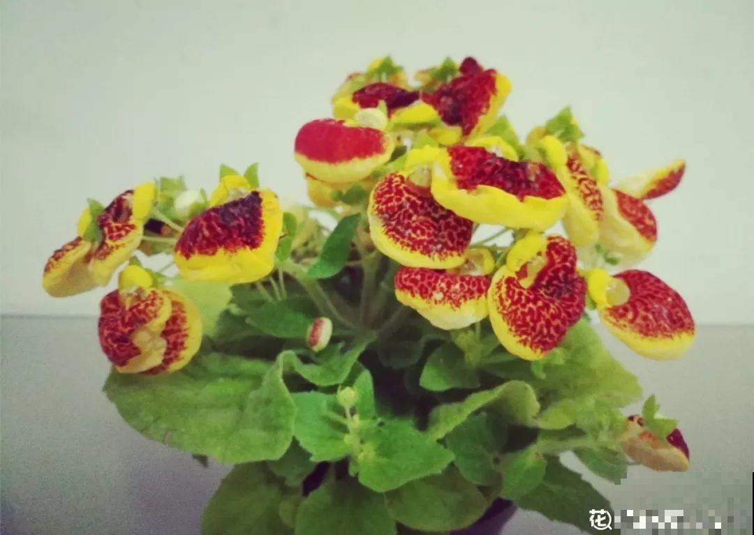 这花连开10个月，老妈非说是假花，幸好没拔！