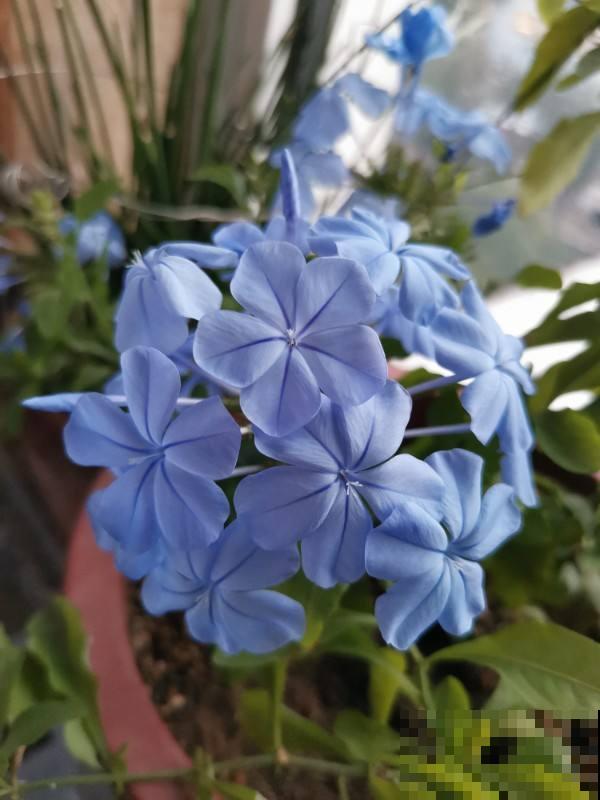 这几种花，阳光不够千万不要养，早晚会养死