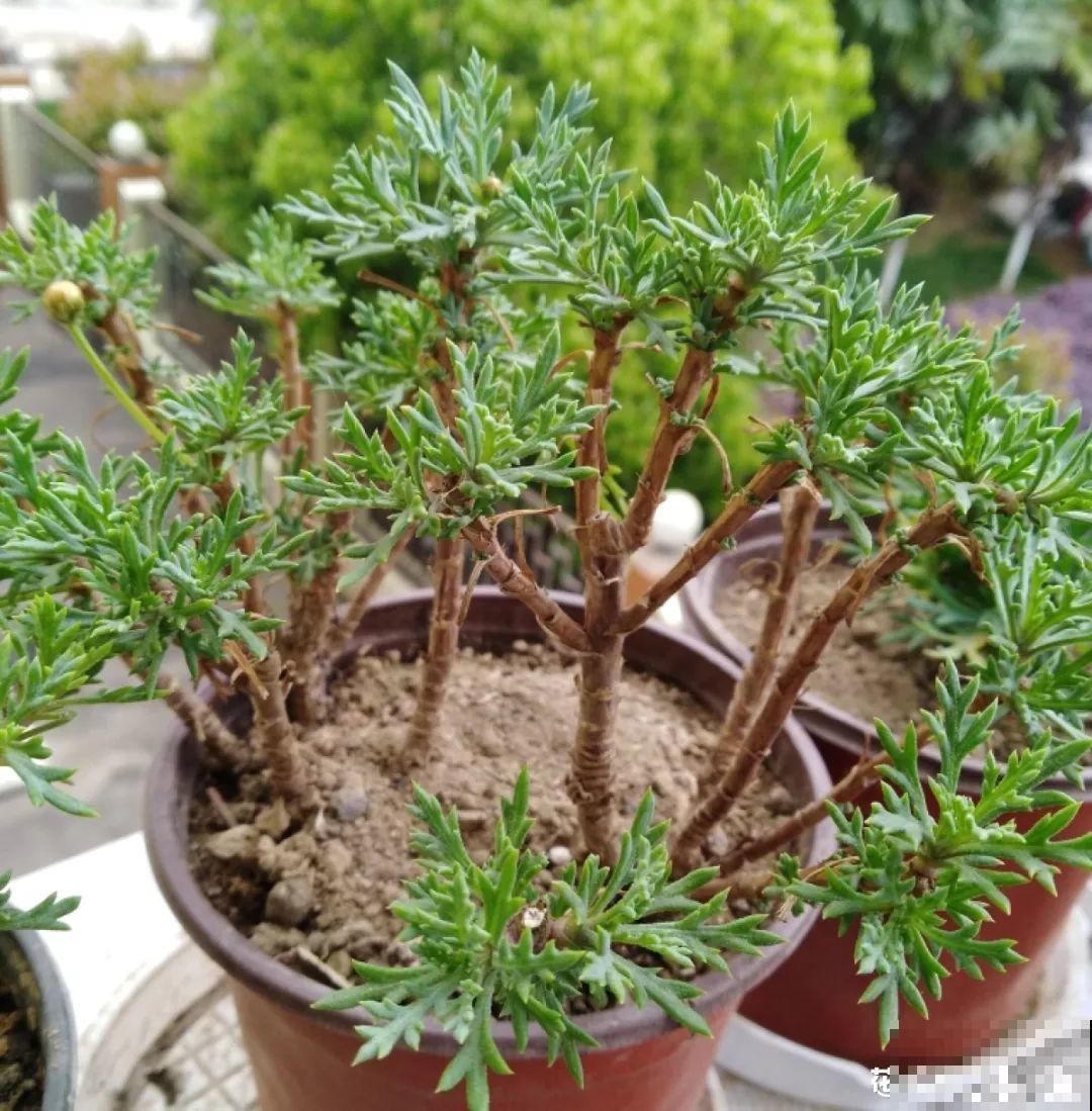 金枝玉叶长得歪七扭八，狠心砍1刀，越长造型越好看！