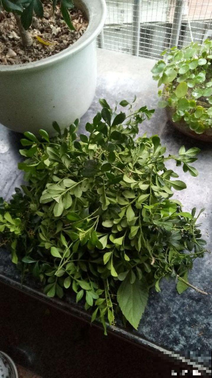 秋冬养花，这种水就别再浇了，不然叶子发黄还哗哗掉！