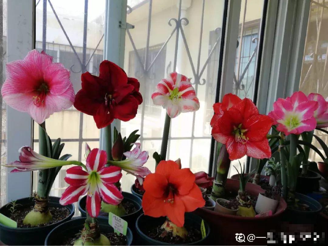 冬天养花，别摆这些位置，养1盆死1盆！