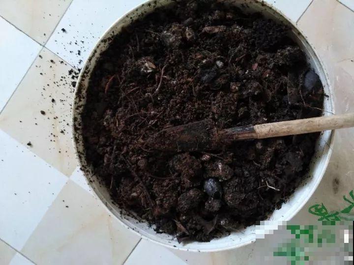 这6种花快施肥，根壮叶绿，还能提早开花！