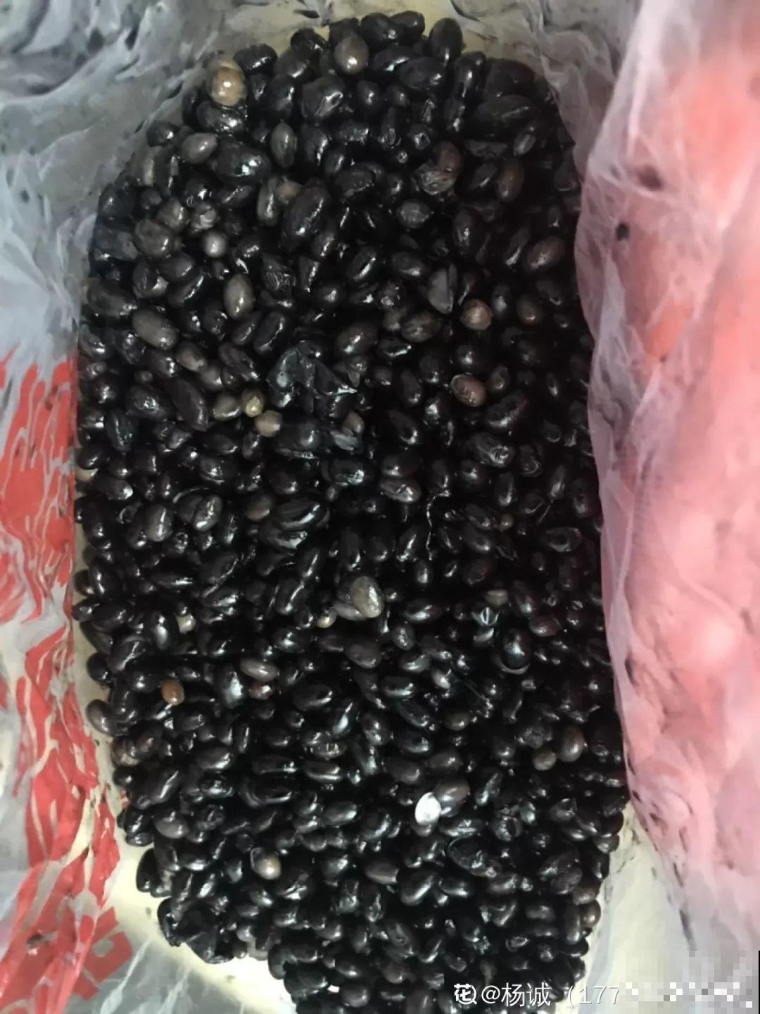 路边捡点它，水里一泡就是万能肥，肥效比淘米水好！