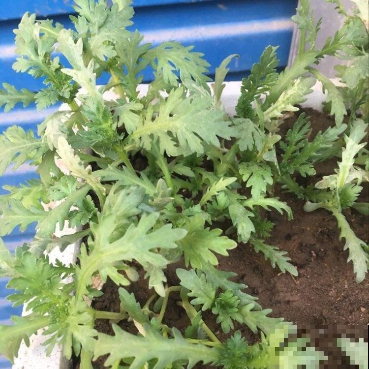 在家多种几种菜，拔出来煮火锅吃，美味又健康