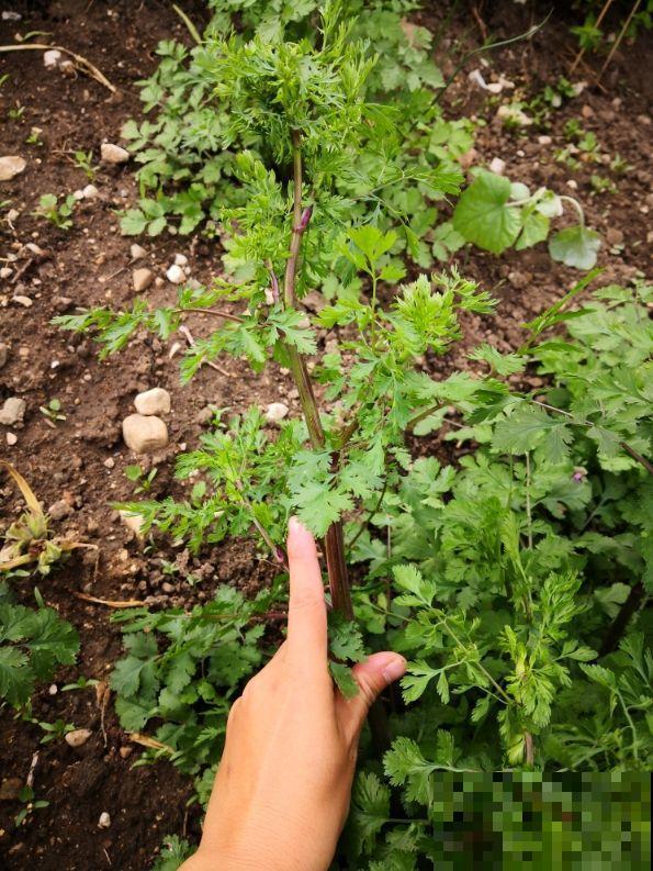 在家种香菜，香味奇特长得快，不出俩月就能吃上！