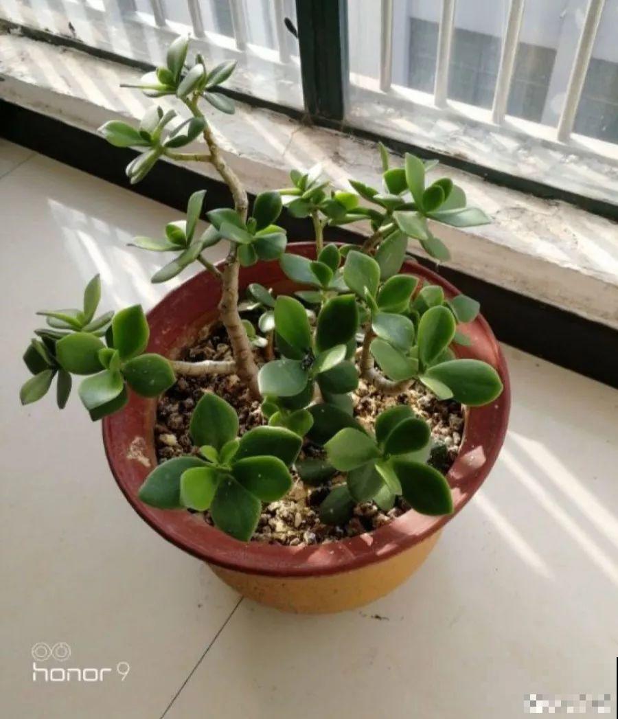 秋冬养花，这种水就别再浇了，不然叶子发黄还哗哗掉！