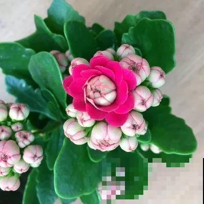 长寿花品种这么多，你只养过一种，亏不亏？