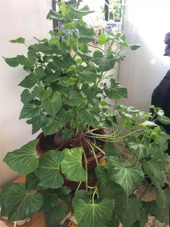发芽的土豆先别扔，切块埋土里，仨月收获一箩筐！