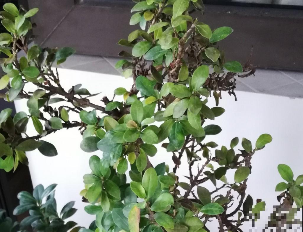 4种摆放的玄关植物，寓意好，门口的脚臭都清除掉！