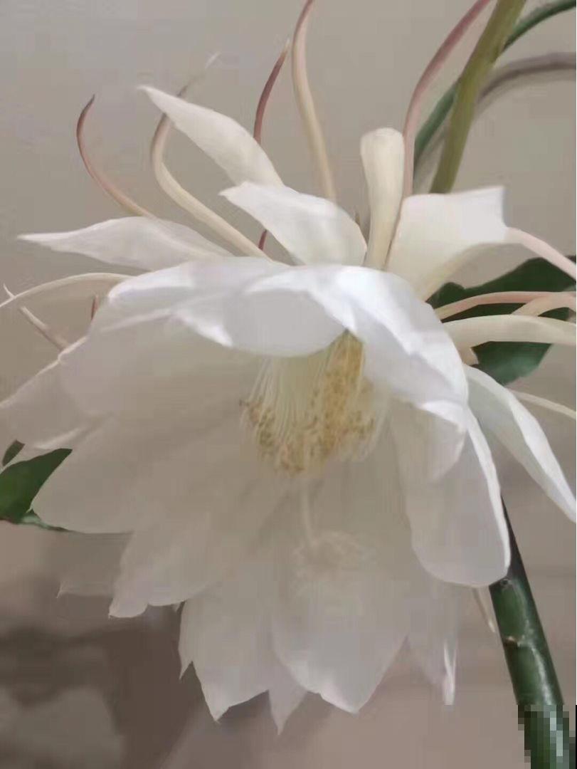 喜欢在室外养昙花？注意不好这几点，烂根是常态！