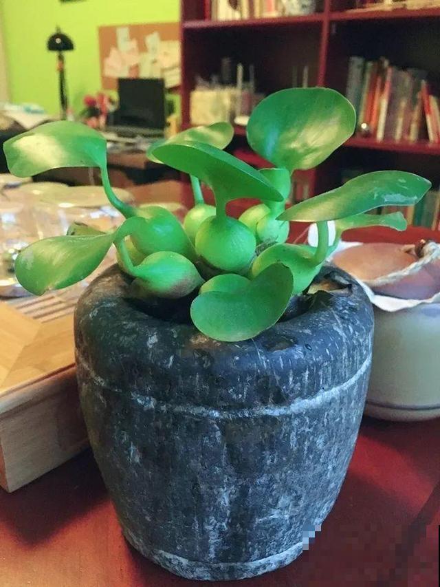 这花是个大“祸害”，20元一棵还有人买，啥时候洗白的？
