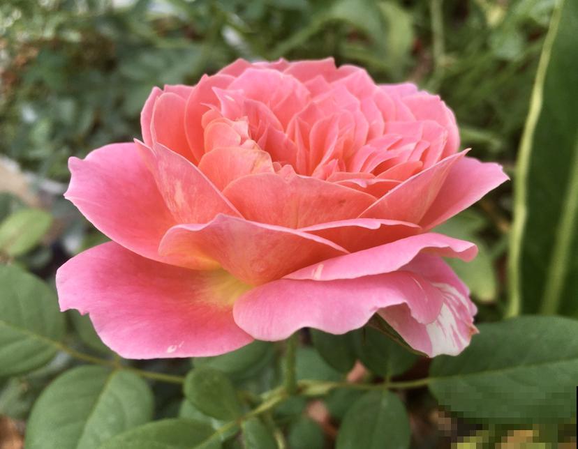 这花又叫开花皇后,人家养的花朵硕大,自己养的开花越来越少咋办 这花又叫开花皇后,人家养的花朵硕大,自己养的开花越来越少咋办
