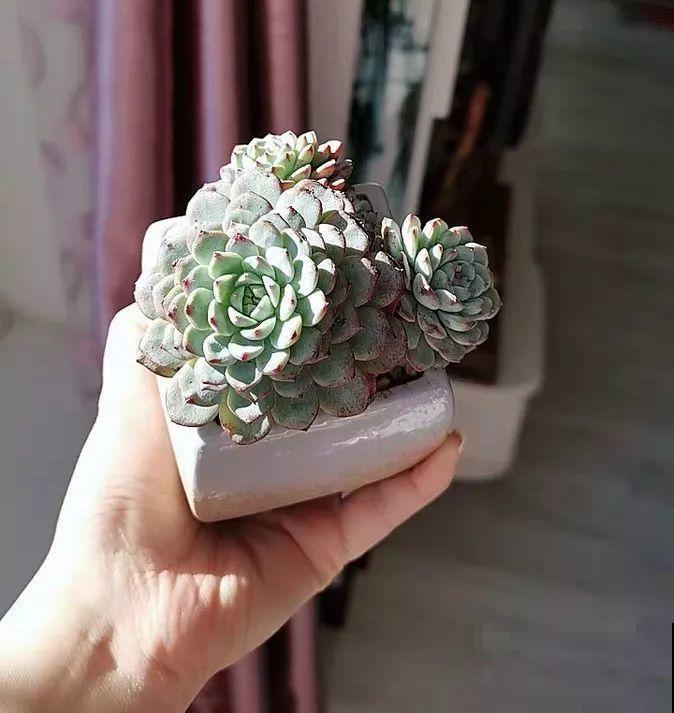 长不大的多肉，太阳一晒像红宝石，越养越精致！