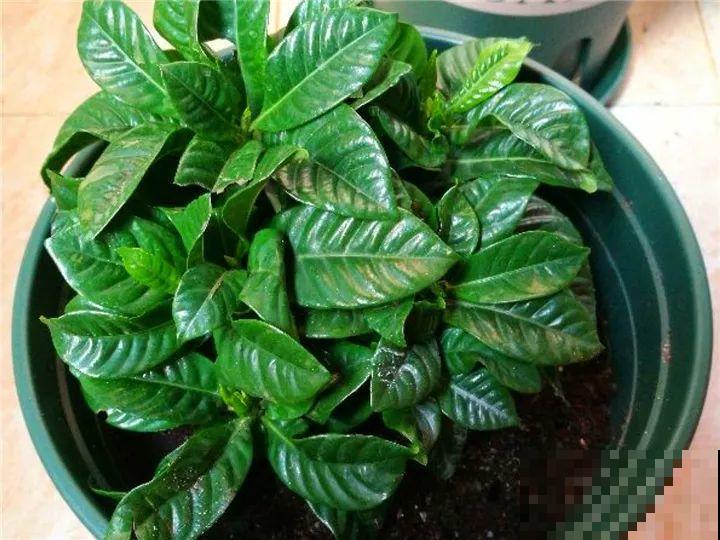 这6种花快施肥，根壮叶绿，还能提早开花！