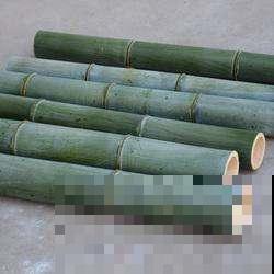 竹子长白霜是咋回事？原来还有这养花妙用，很多人带小刀上山猛刮