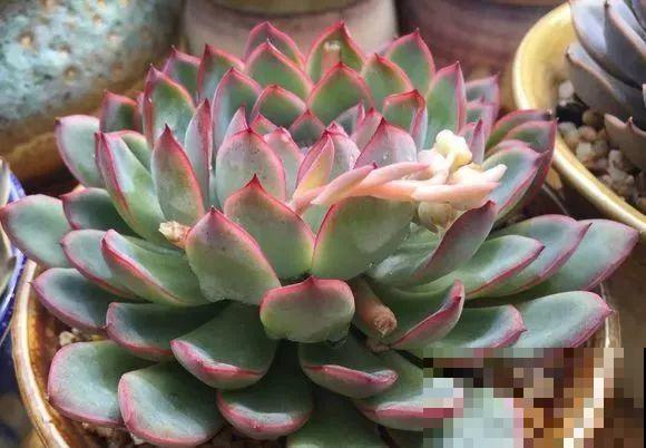 爱上多肉8年，她付出了所有，数量多到可以摆满整个天台！