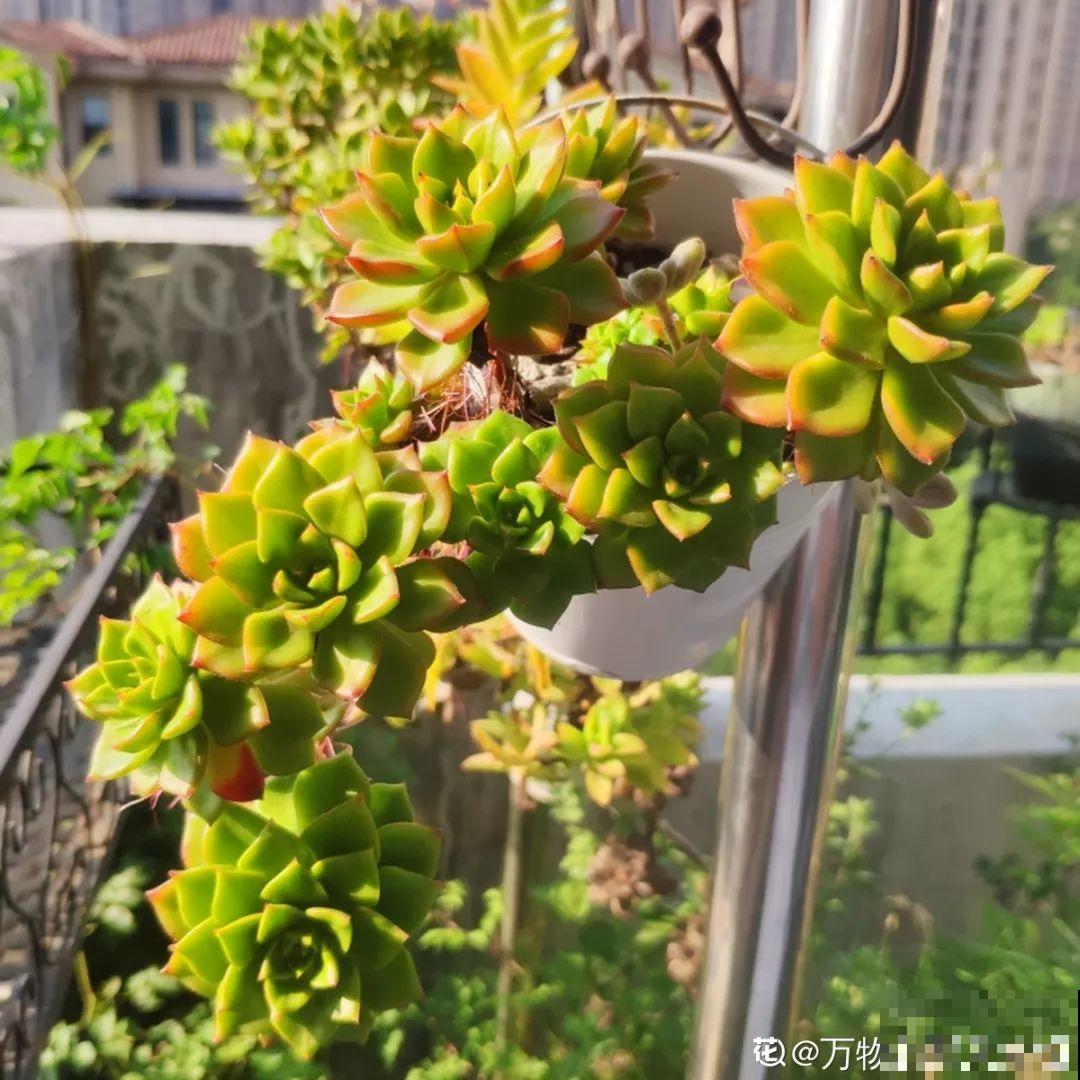 这花是个老酒鬼，灌点酒喷一喷，虫子死翘翘，叶子蹭蹭长！