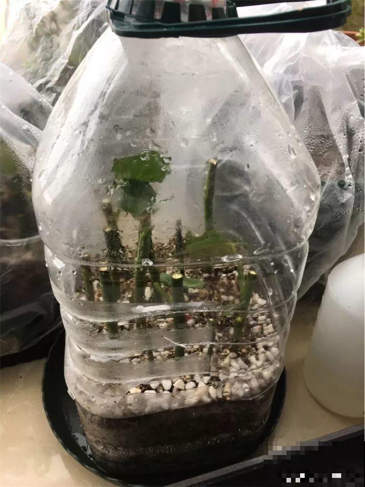 旧筷子先别扔，这样绑一绑，拿来养花有大用处！
