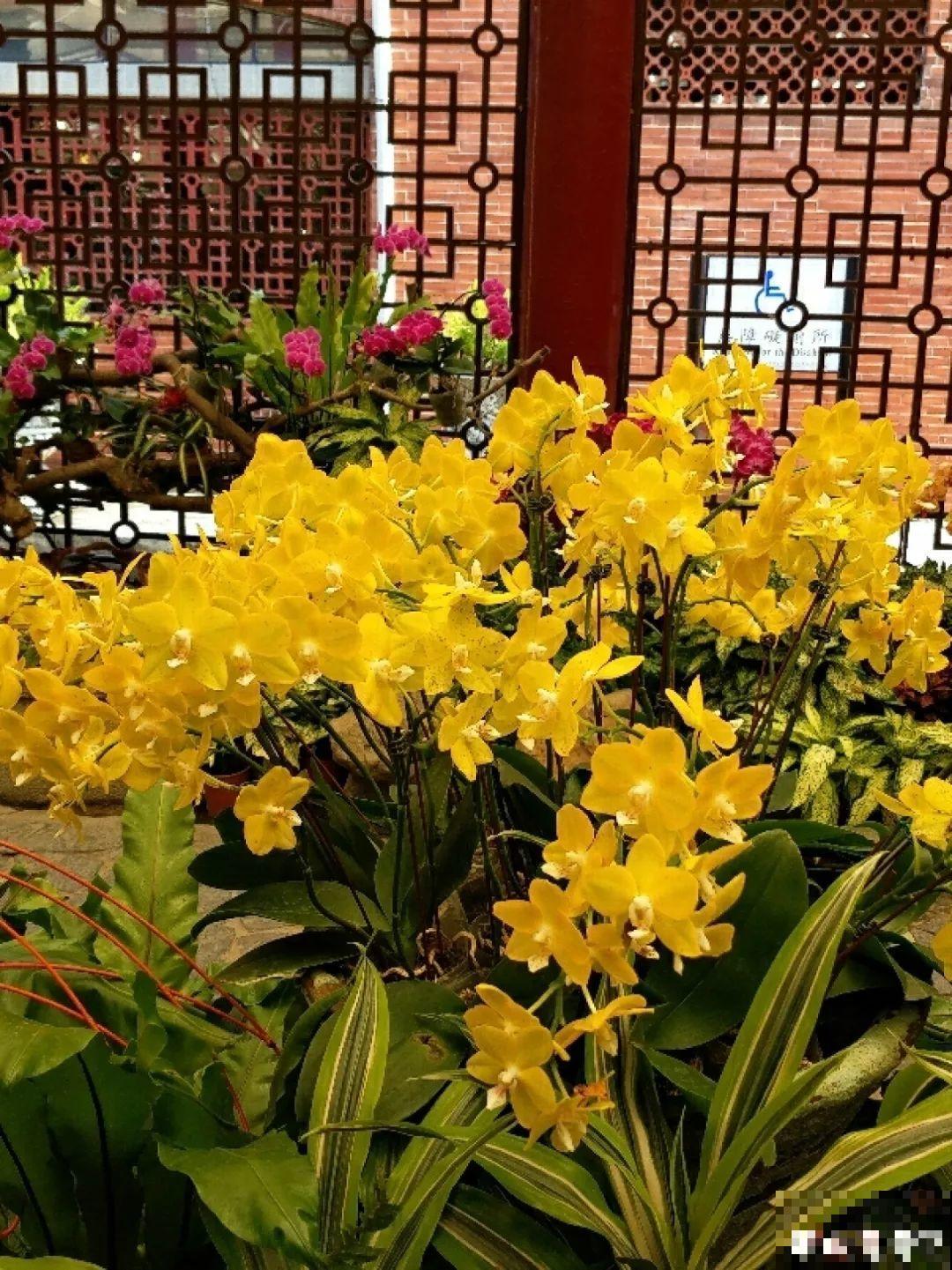 适合冬天养的10种兰花，能一直开到过年，颜值超高有气质！