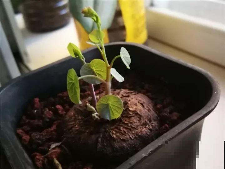 别看这花光秃秃，一喷水就窜叶，越养越值钱！