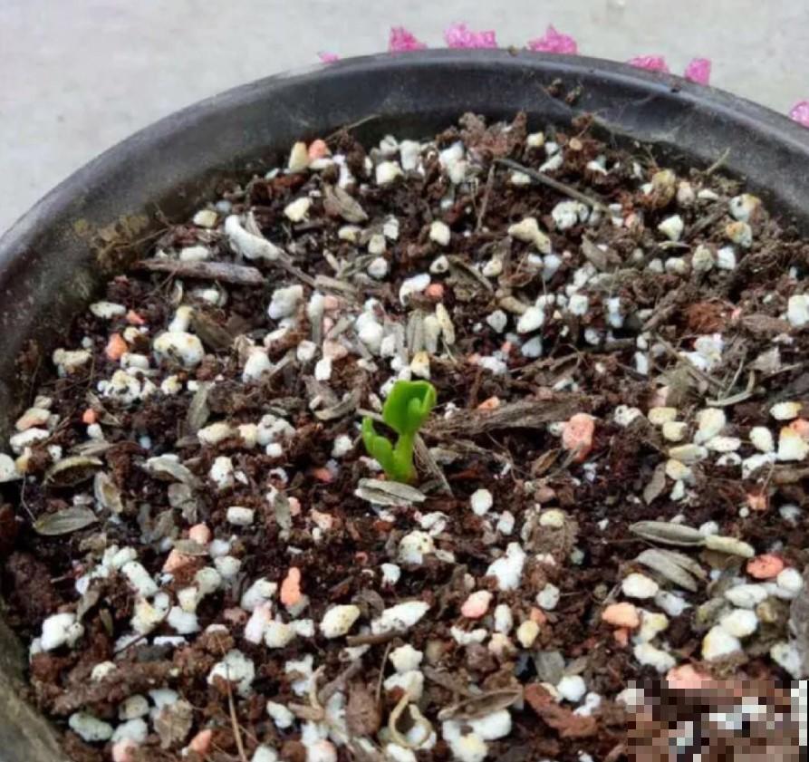 花毛茛现在养，简单好养，开花比牡丹还好看！