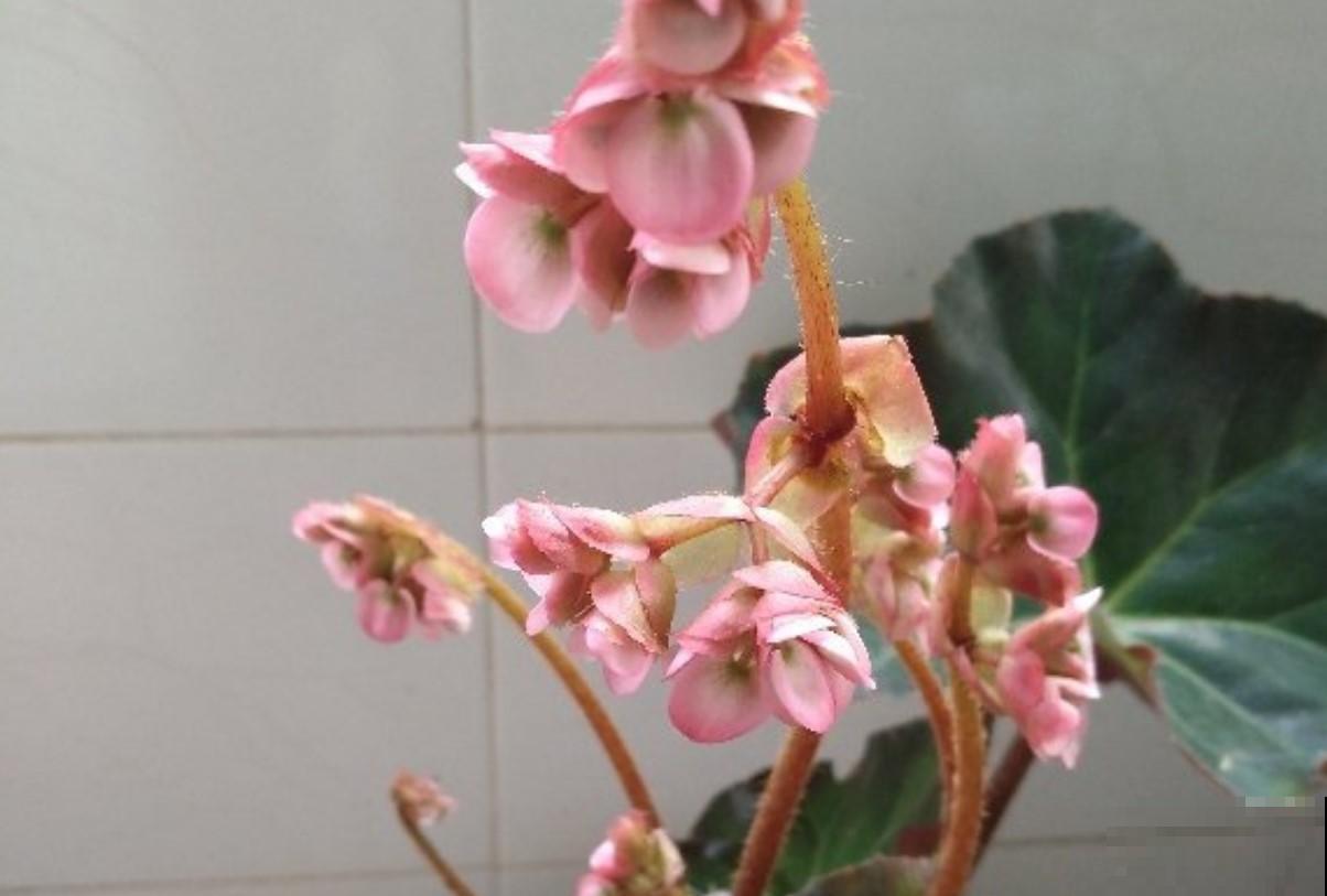 这花必须养起来，秋季好看的不得了，真美！