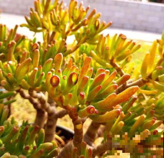 这4种花的叶子，越看越可爱，阳台养盆能当窗帘！
