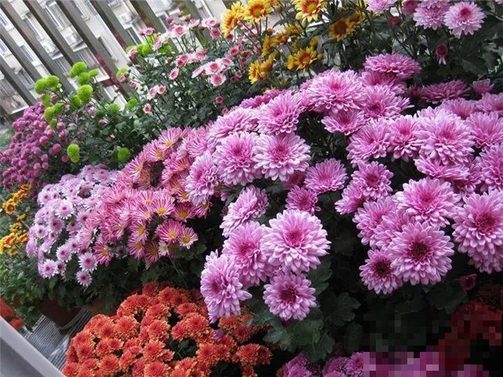 防盗窗养5盆花，开花多花期长，这小花园谁看了都羡慕！