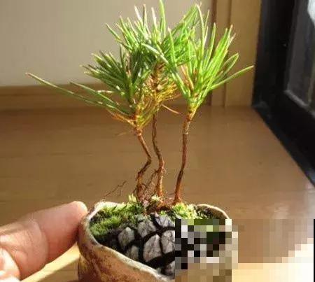 秋天满地都是小松果，随便捡几个塞盆里，长出一大盆吉祥不老松