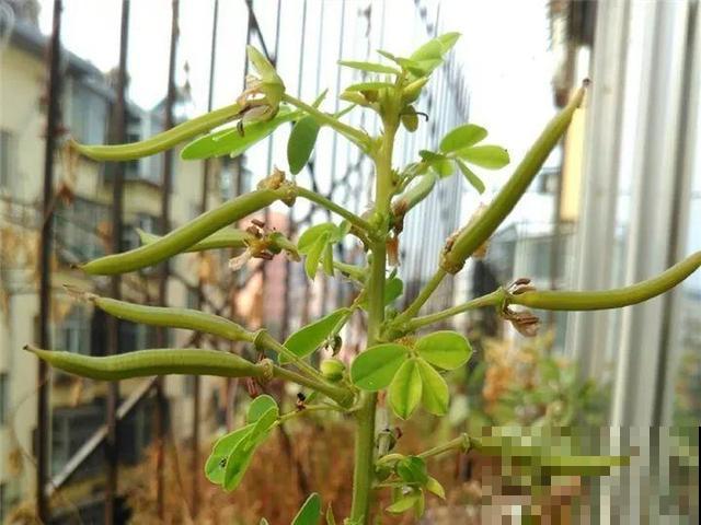 这花种子埋土里就发芽，差点以为是花生，满盆黄花贼亮眼！