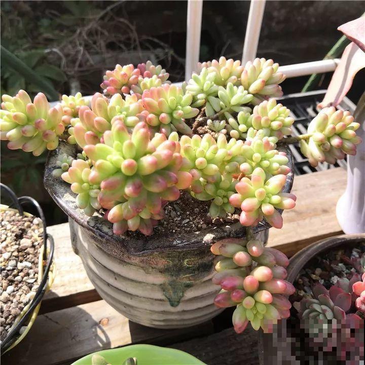 秋冬养了这种花，只要给它晒太阳，不用施肥都长胖！