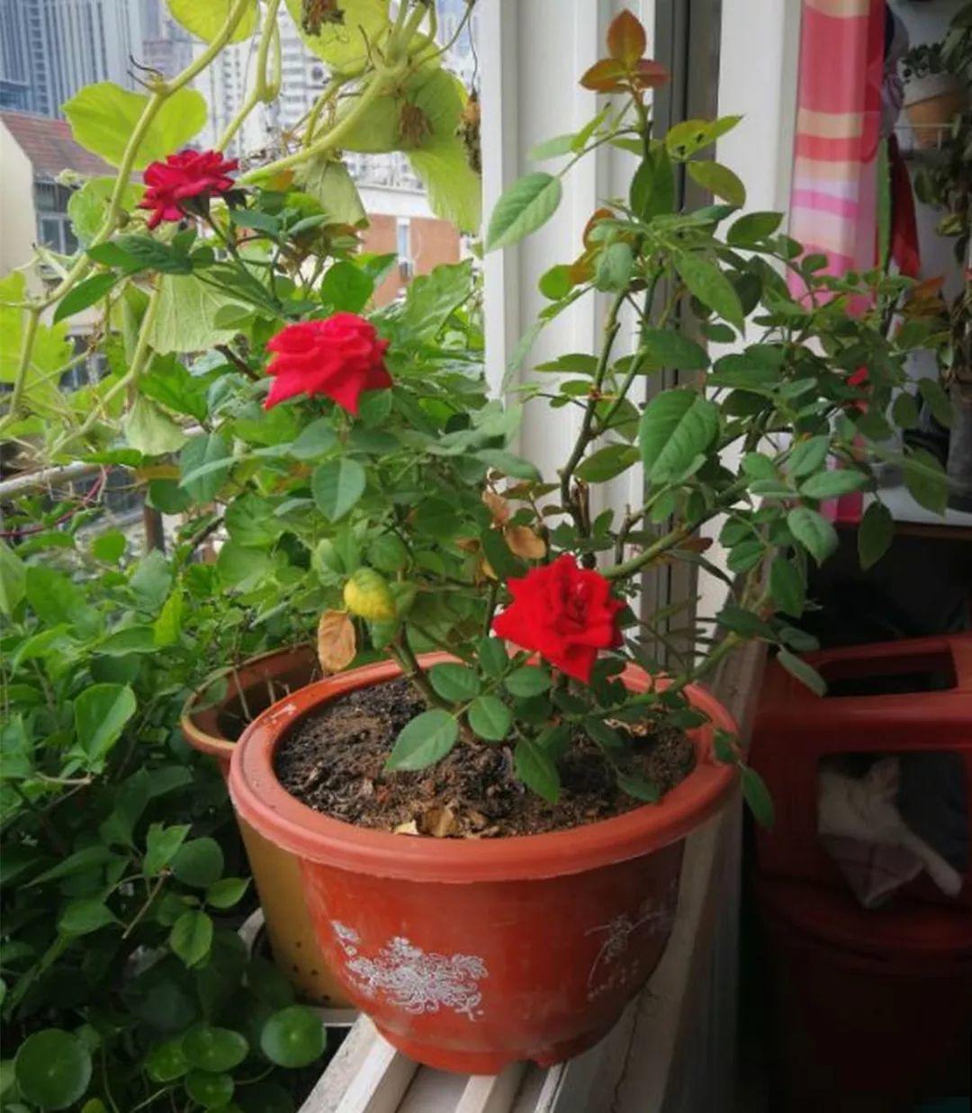 想要长寿花冬天抗冻一点，趁现在撒把肥，叶子厚实开花还多！