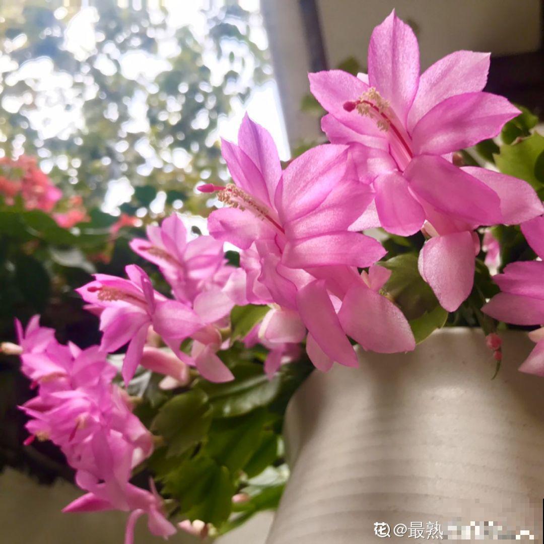 蟹爪兰光长叶子不开花？用它喷一喷，能看一冬天！