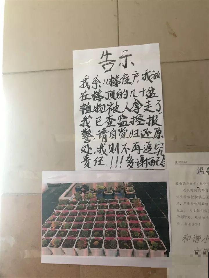 养了两年的宝贝花，大晚上被老太太偷走，太气人！