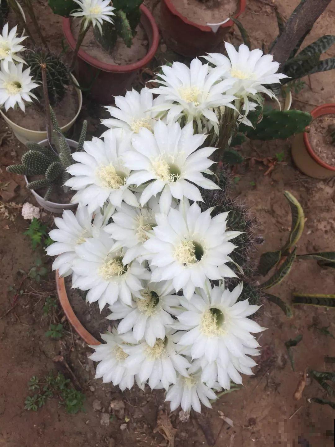 这8种花，养养就成巨无霸，3个大汉都搬不动！