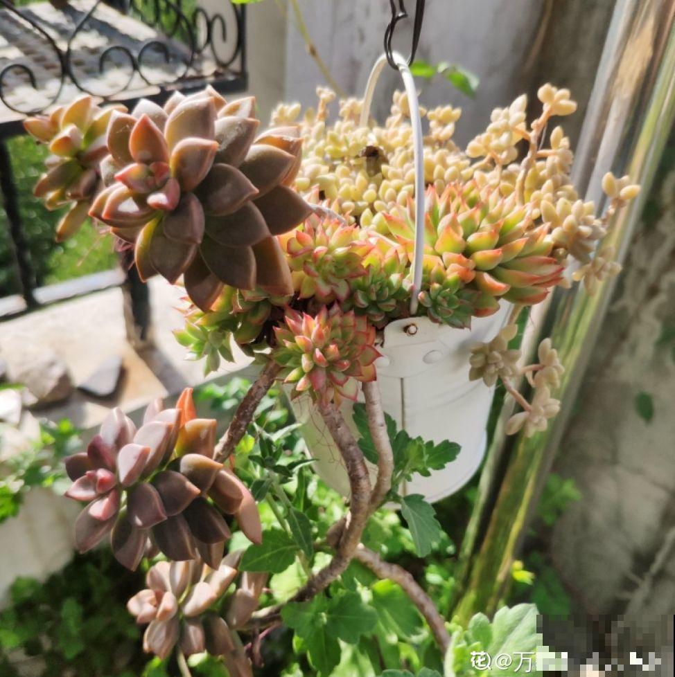 5种花别喷水，一喷叶子就发黄，小心3天掉成光杆！