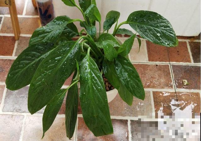 8种花秋冬要穷养，水一多就烂根，再不救只剩空盆！