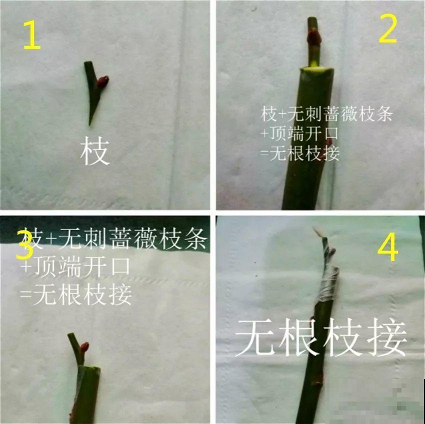 10块钱的月季，他养两年，转眼价格翻了几十倍！
