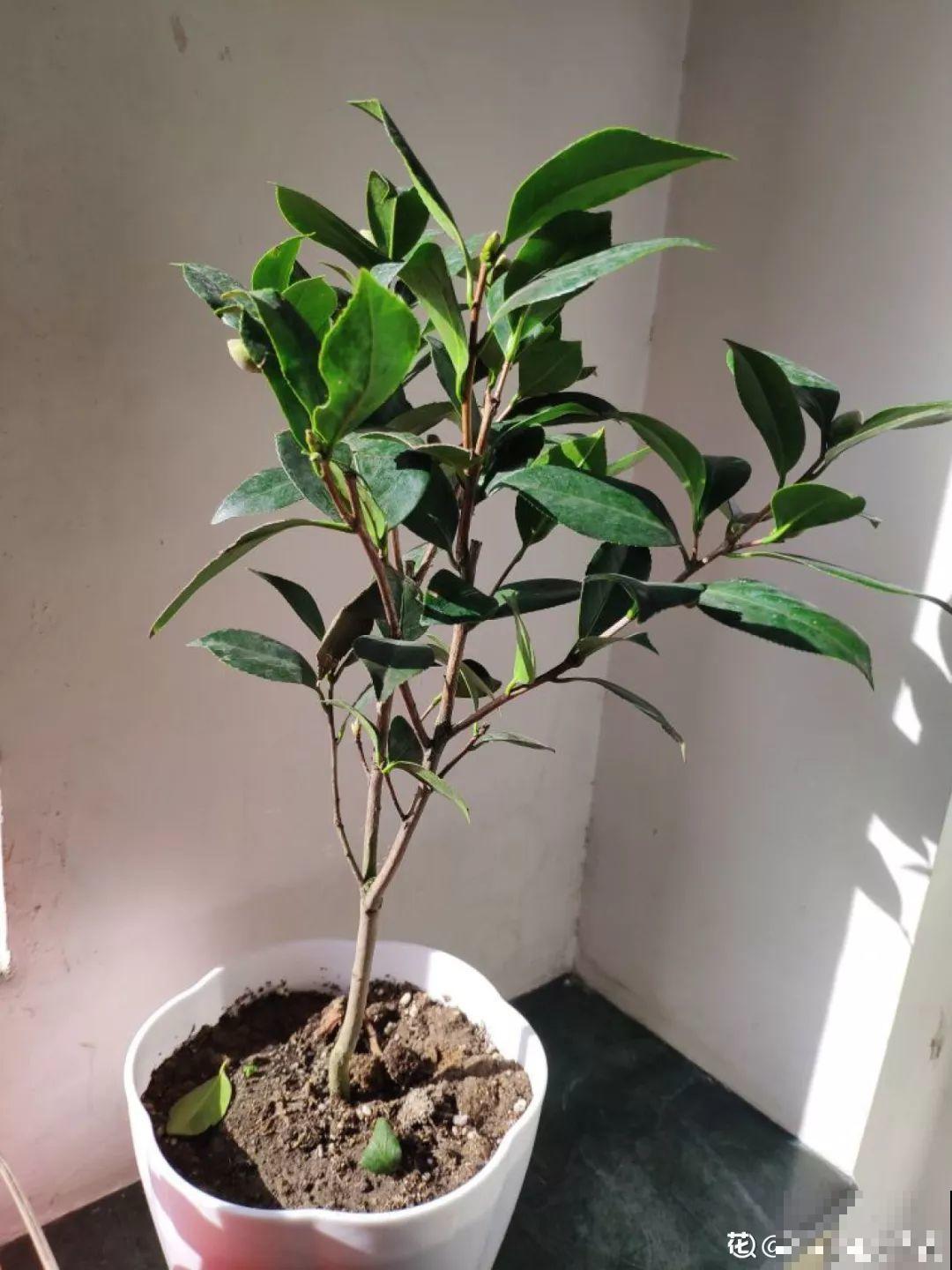 这花公认难养，冬天别急着搬屋里，小心花苞掉一地！
