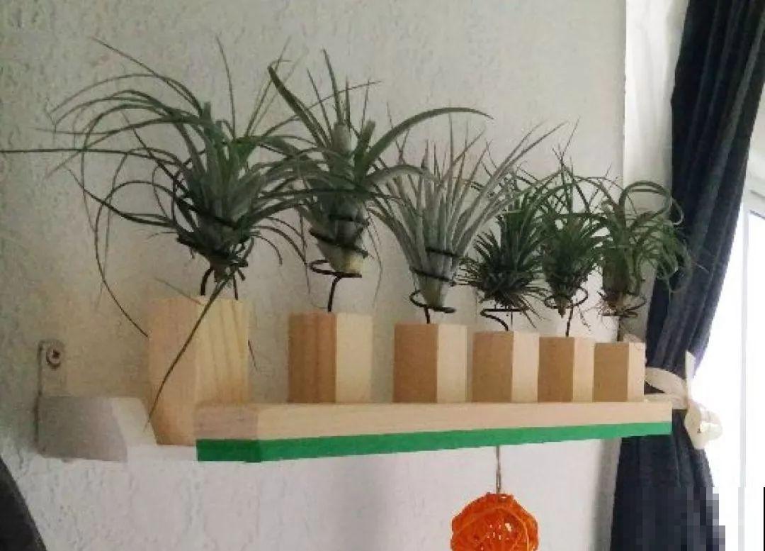 4种花不能用土养，一浇水就烂根，后悔都来不及！