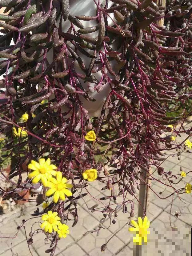 哪些花好养？首选牡丹吊兰，1个月长成小瀑布！