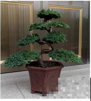 邻居在家把红豆杉变身盆景，别人出高价也不卖，看着就超有成就感