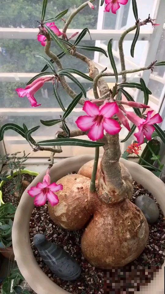 这花比绿萝还好养，开花还很勤快，懒人必备