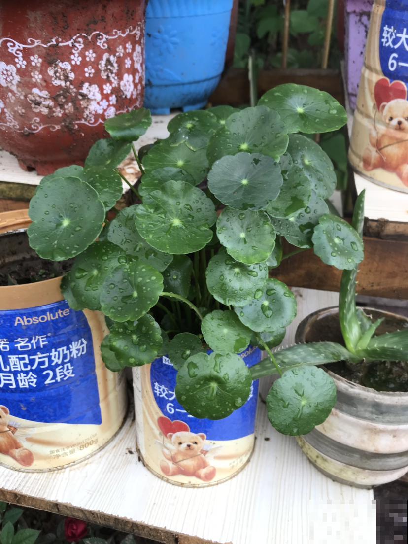 这花叶子圆溜溜，别看长得小巧，还能净化空气