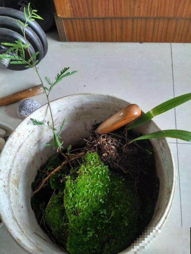 只要敢想，破瓦片也能做成景观，自己DIY比买的还漂亮！